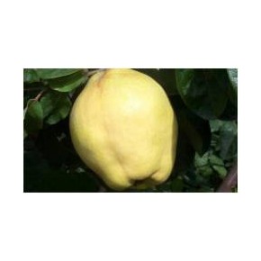 Tüplü Ekmek Ayvası Fidanı