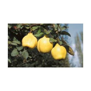 Tüplü Eşme Ayva Fidanı